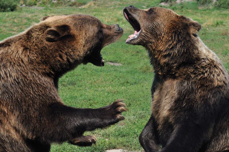 Bears Bears