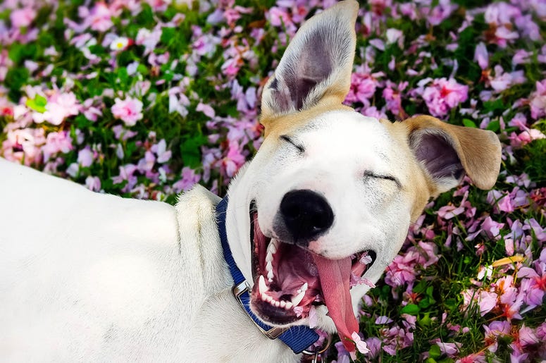 Happy Dog Happy Dog