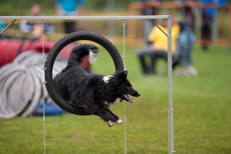 Smart Dog Smart Dog