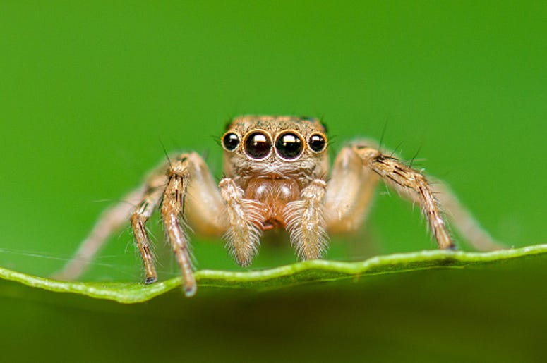spider