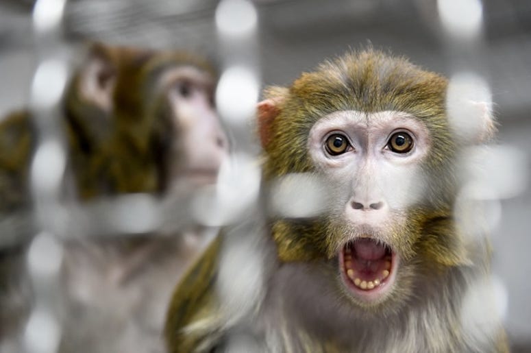 monkey