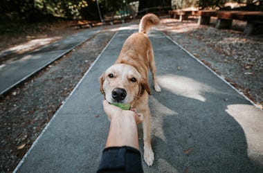 dog