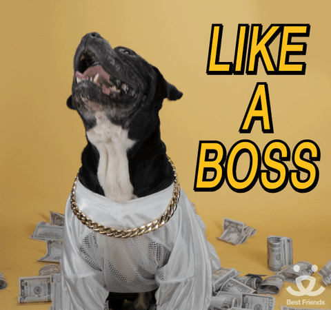 "Like a Boss" dog "Like a Boss" dog