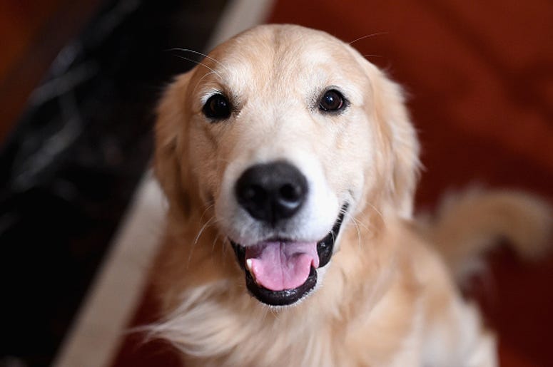 Golden Retriever, WeatherTech, Commerical, Ad, Super Bowl