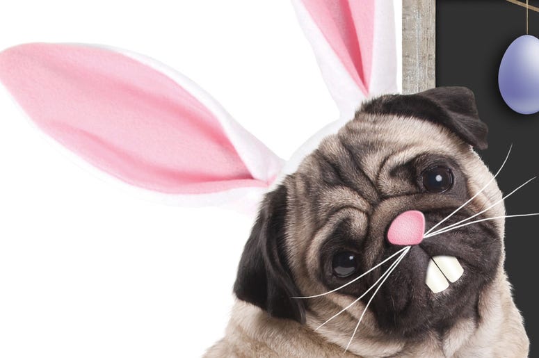 Pug in bunny ears Pug in bunny ears