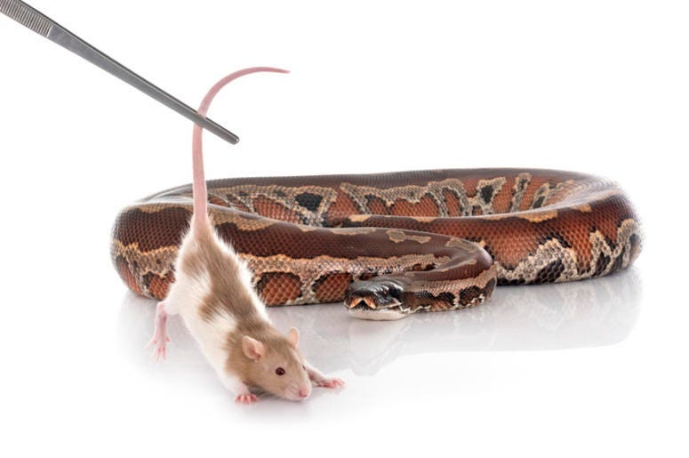 snake