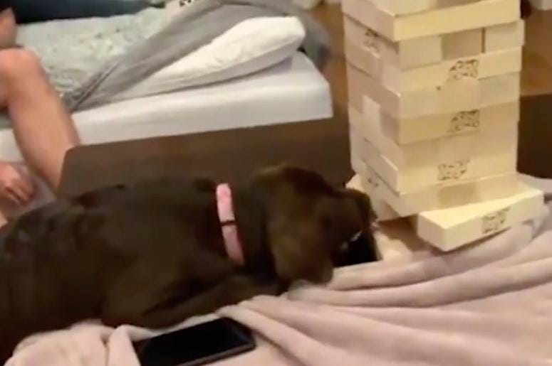 Puppy Jenga Puppy Jenga