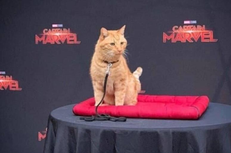 Reggie the cat plays Goose in Captain Marvel Reggie the cat plays Goose in Captain Marvel