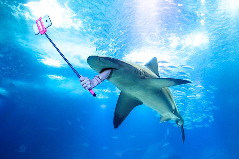 Shark Selfie Shark Selfie