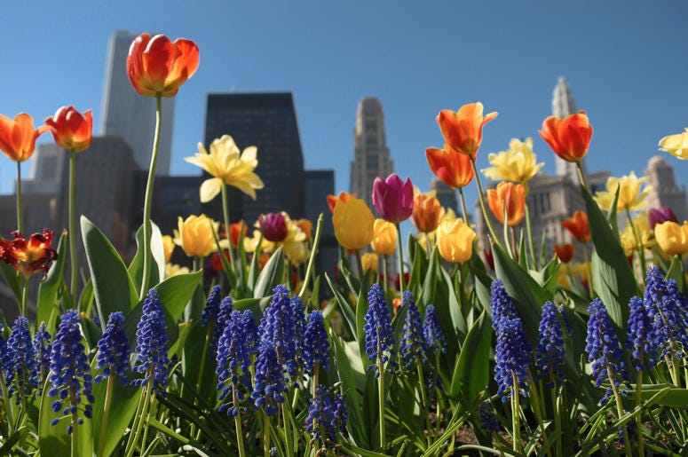 Blooming flowers Blooming flowers