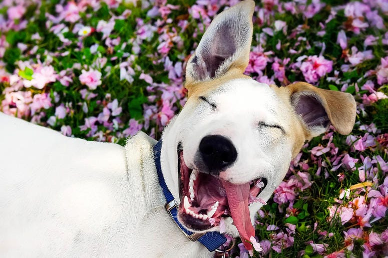 Happy Dog Happy Dog