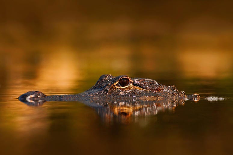 Alligator Alligator