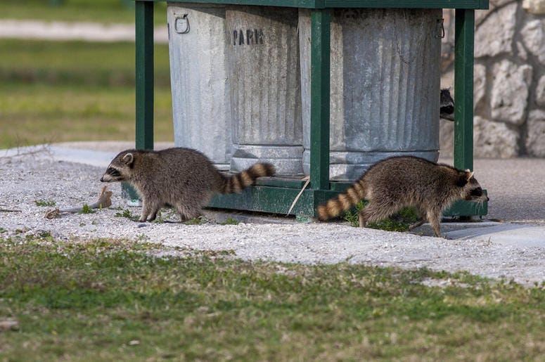 Raccoons In The Garbage Raccoons In The Garbage