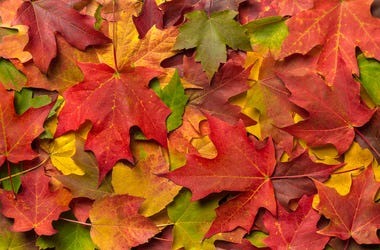 FALL LEAVES fall leaves