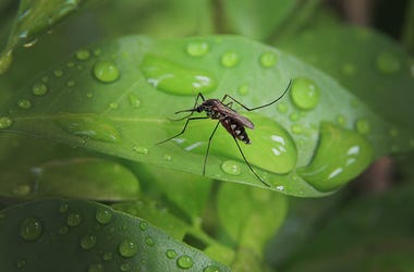 Mosquito West Nile Mosquito West Nile
