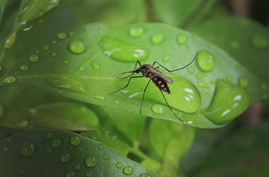 Mosquito West Nile Mosquito West Nile