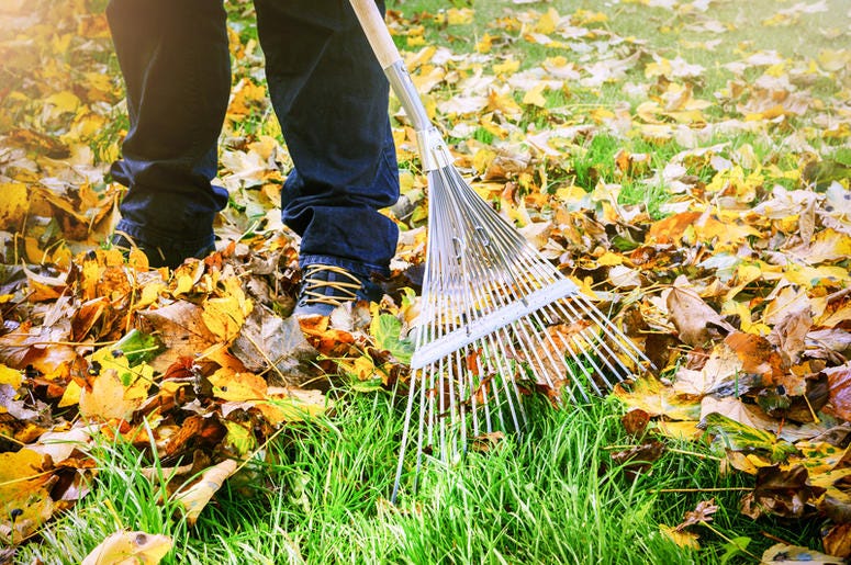 Fall fall leaves