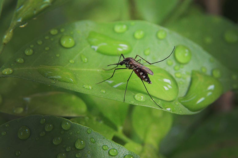 Mosquito West Nile Mosquito West Nile