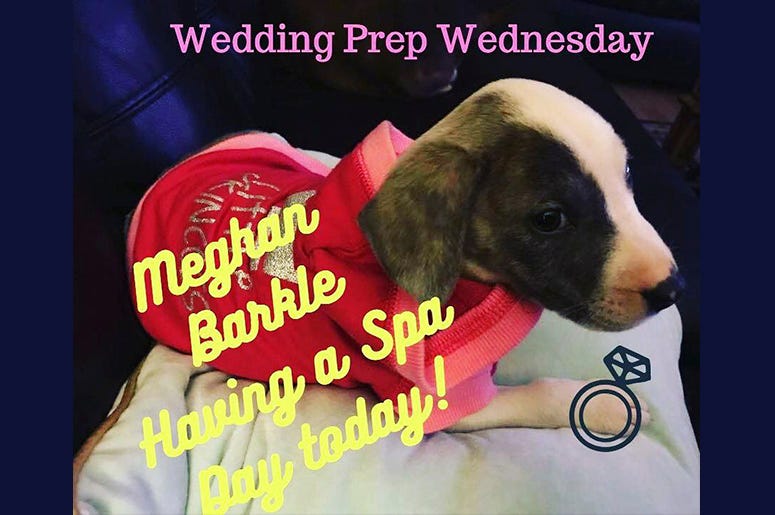 Wedding Boss Wednesday Royal Pup Wedding Boss Wednesday Royal Pup