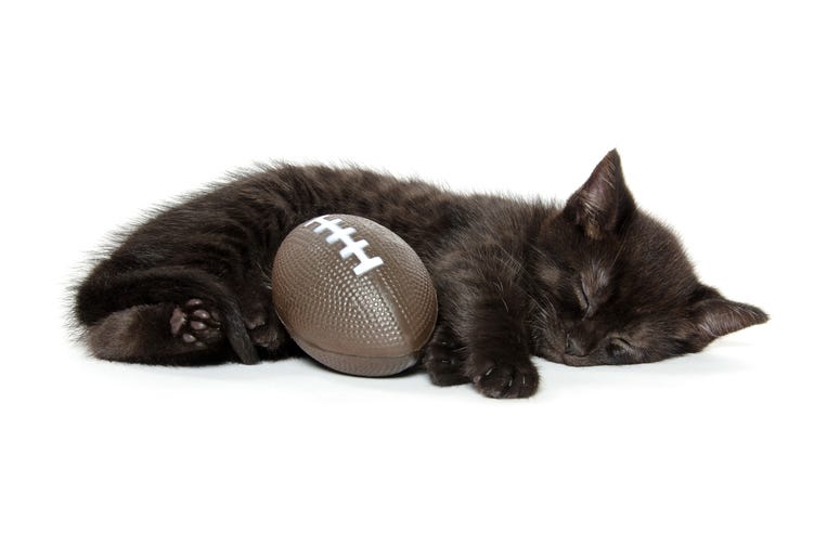 Black cat Black cat