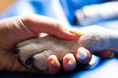 Dog and human Dog and human