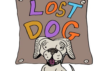 Lost dog Lost dog