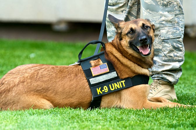 Military dog Military dog