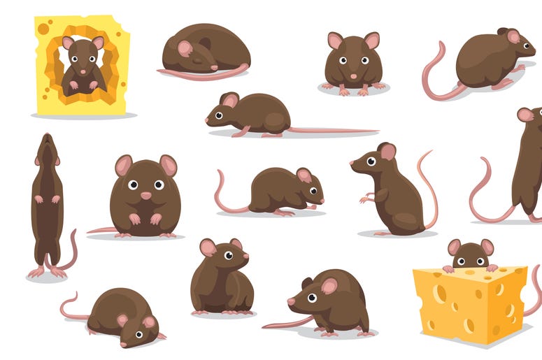 Kennedys Moral Mouse Dilemma