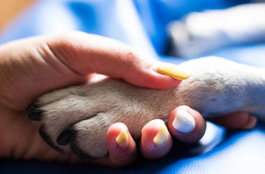 Dog and human Dog and human