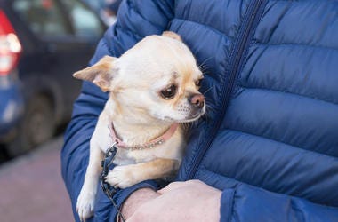 Dog and owner Dog and owner