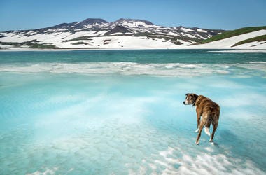 Dog on ice Dog on ice