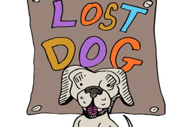 Lost dog Lost dog