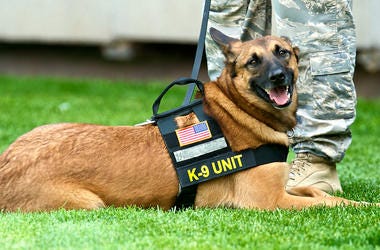 Military dog Military dog