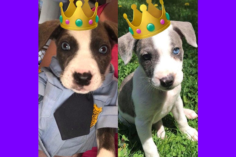 Royal Dogs 2 Royal Dogs 2