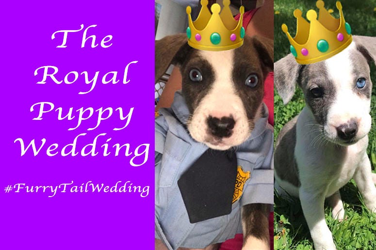 Royal Puppy Wedding Royal Puppy Wedding