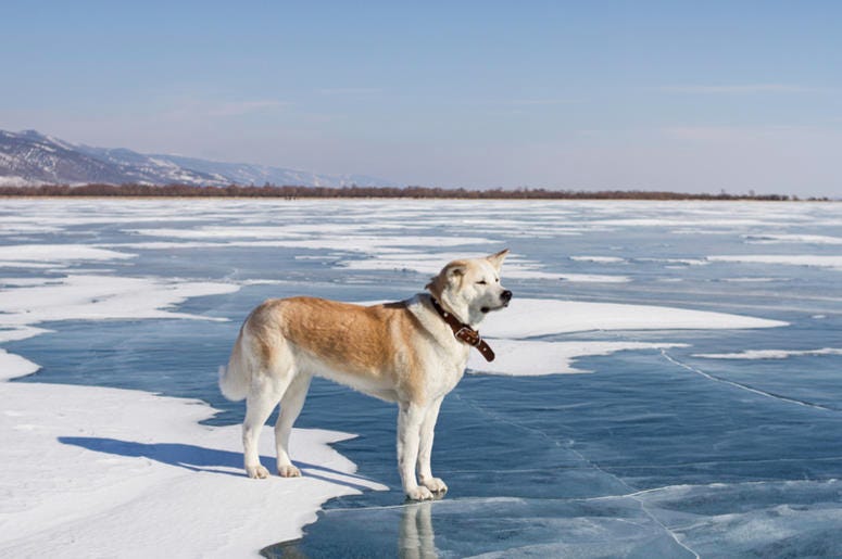 Dog on ice Dog on ice