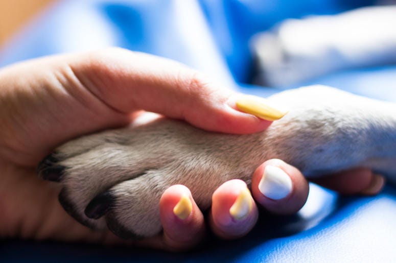 Dog and human Dog and human