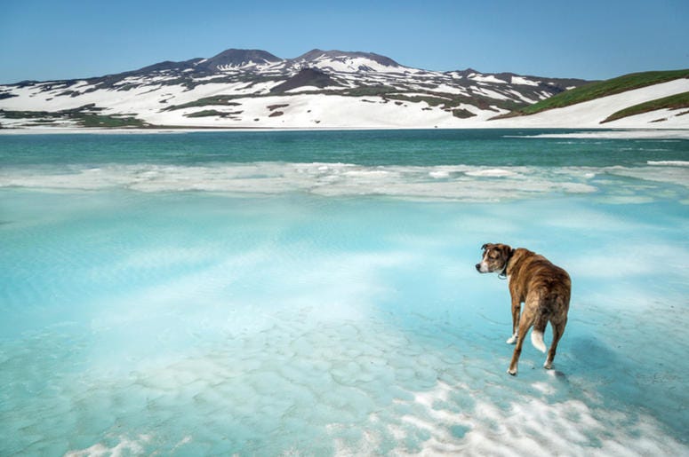 Dog on ice Dog on ice