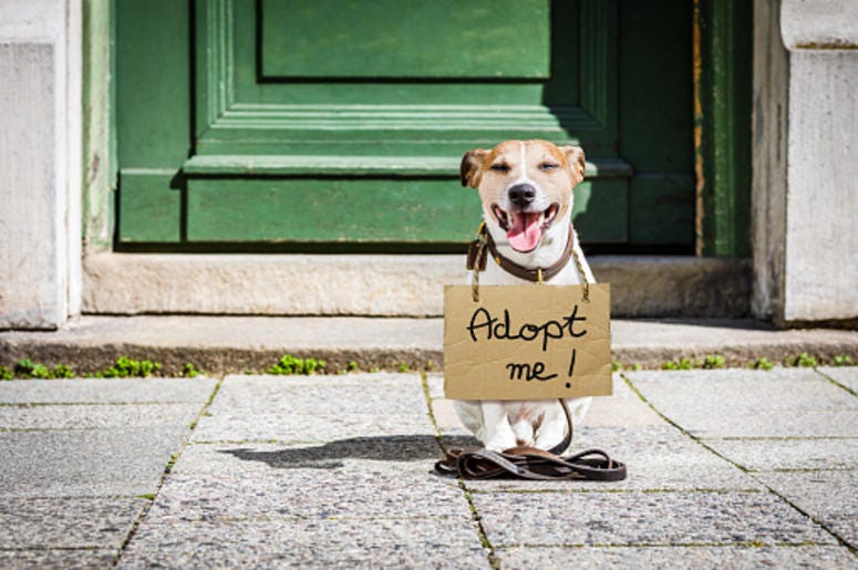 Rescue dog Rescue dog
