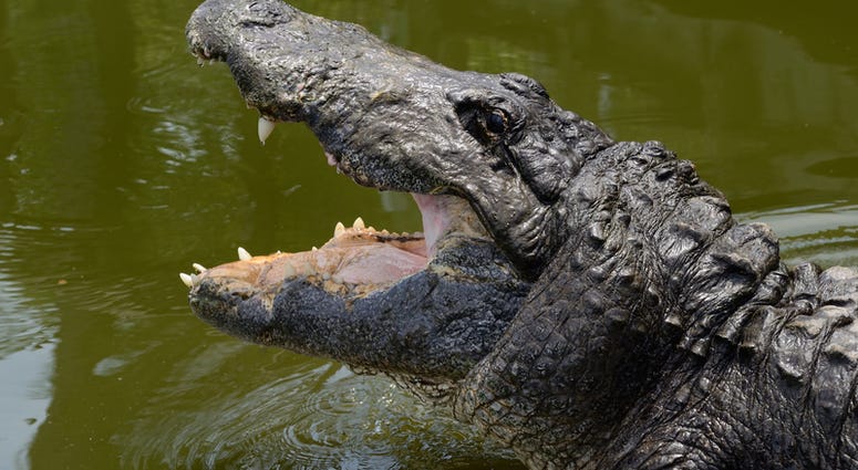 Alligator Alligator