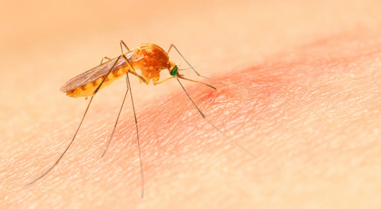 Biting mosquito Biting mosquito