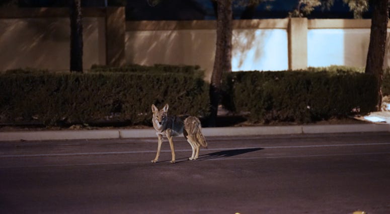 Coyote in the suburbs Coyote in the suburbs