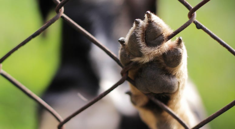 Dog paw on fence