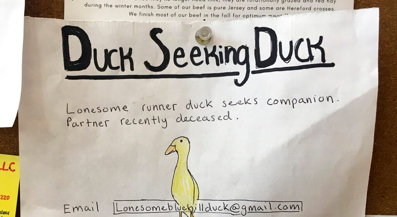 Duck seeking duck. Duck seeking duck.