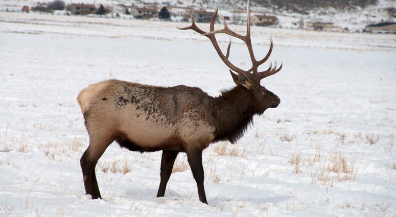 Elk Elk
