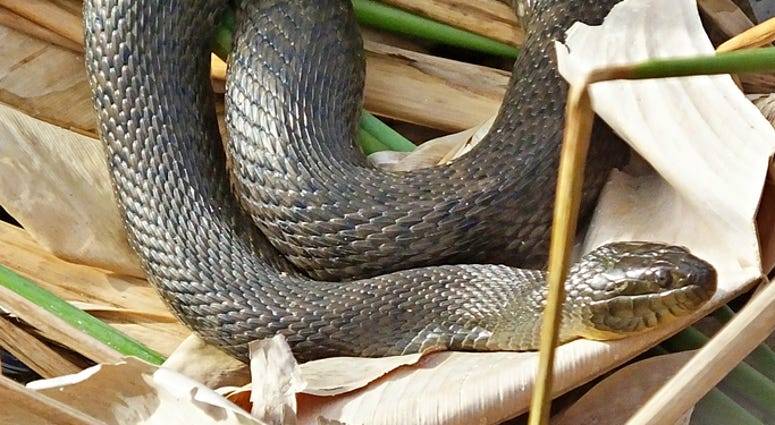 Florida Green Water Snake Florida Green Water Snake