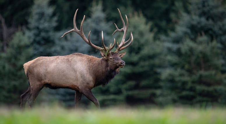 elk elk