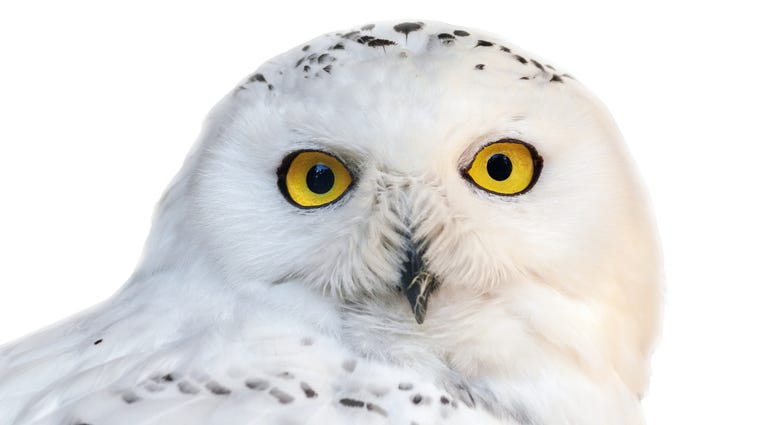 Snowy Owl
