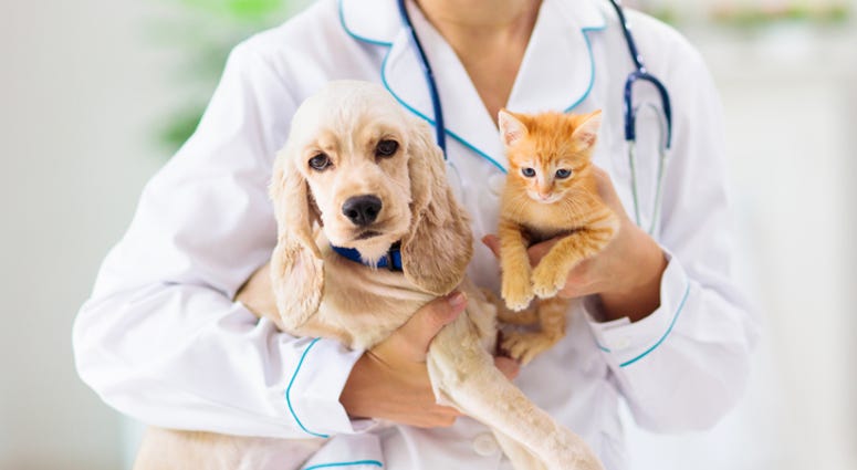 dog and cat at vet