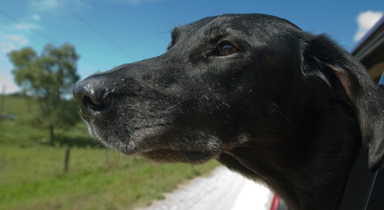dog in car